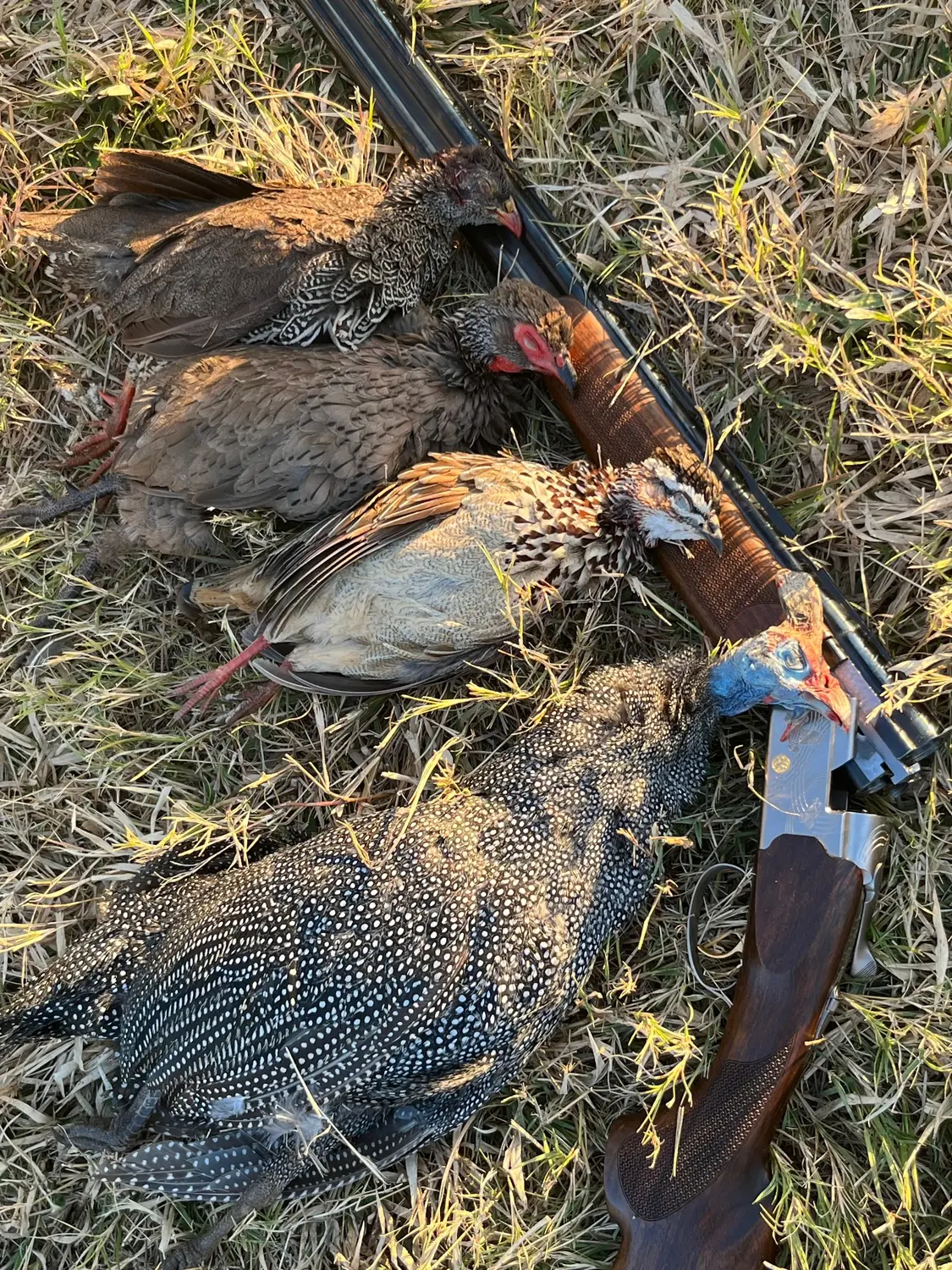 A morning for wings