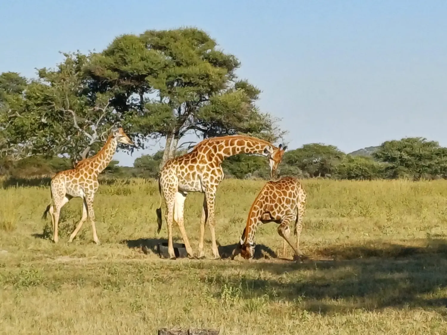 Giants of the open veld