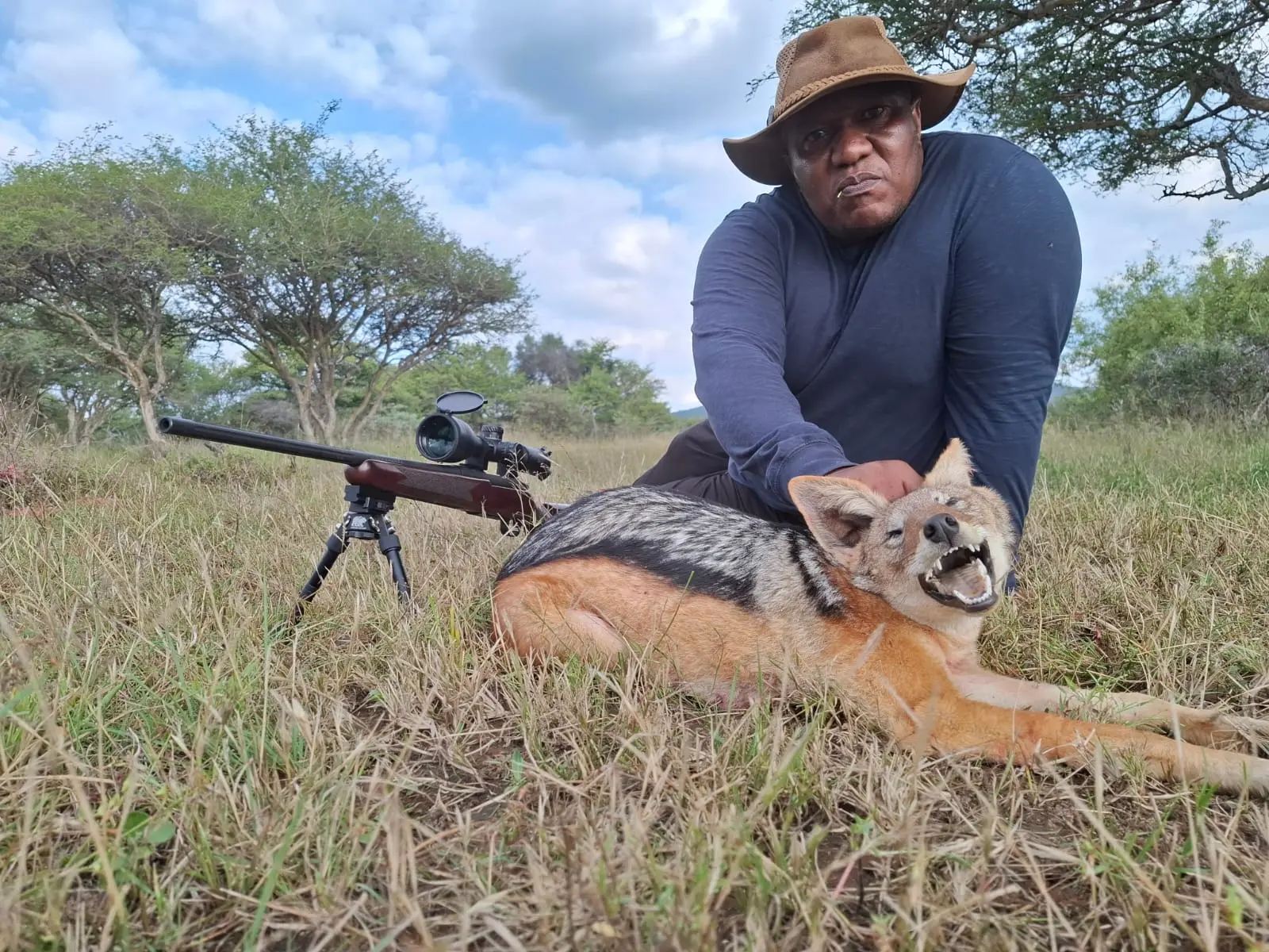 Black-backed jackal in the field