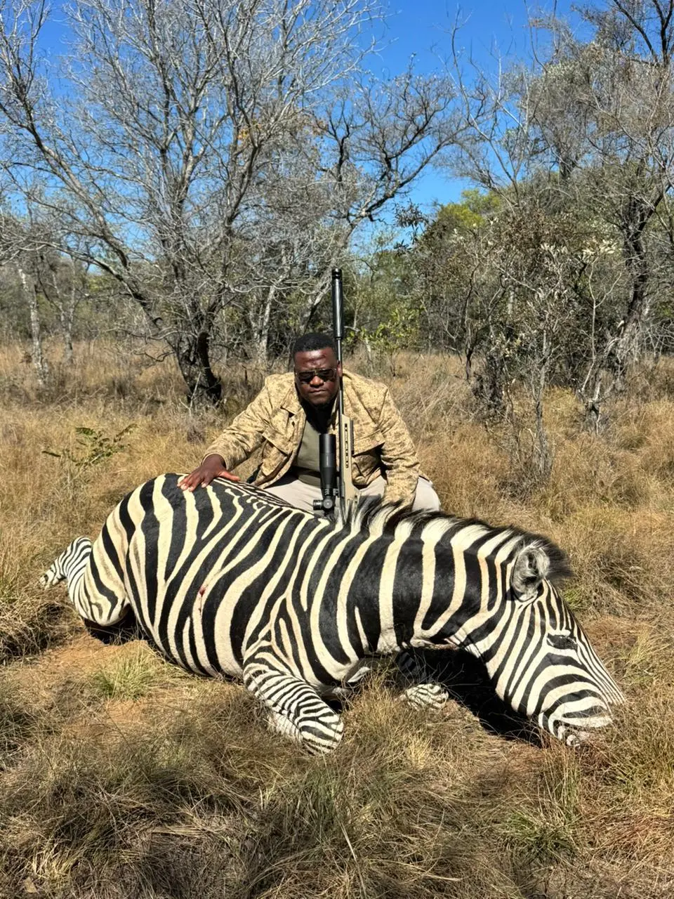 A striking zebra in winter grass